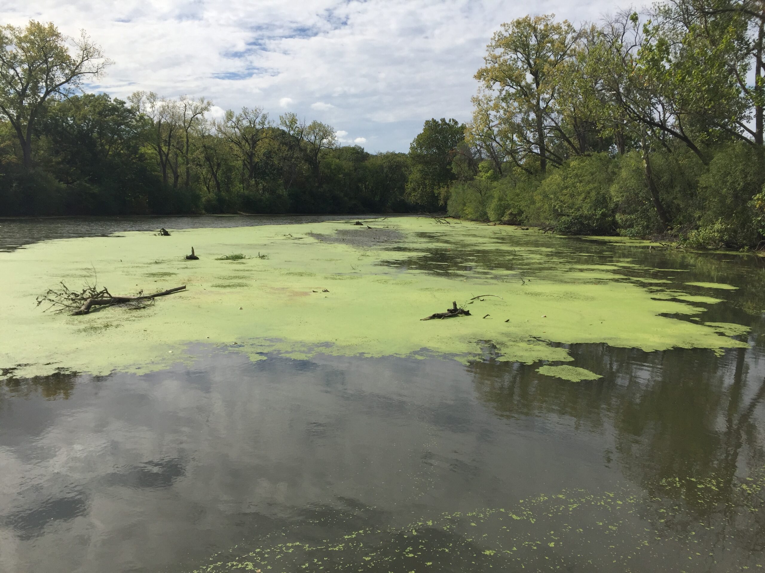 Algae covers the surface of the water