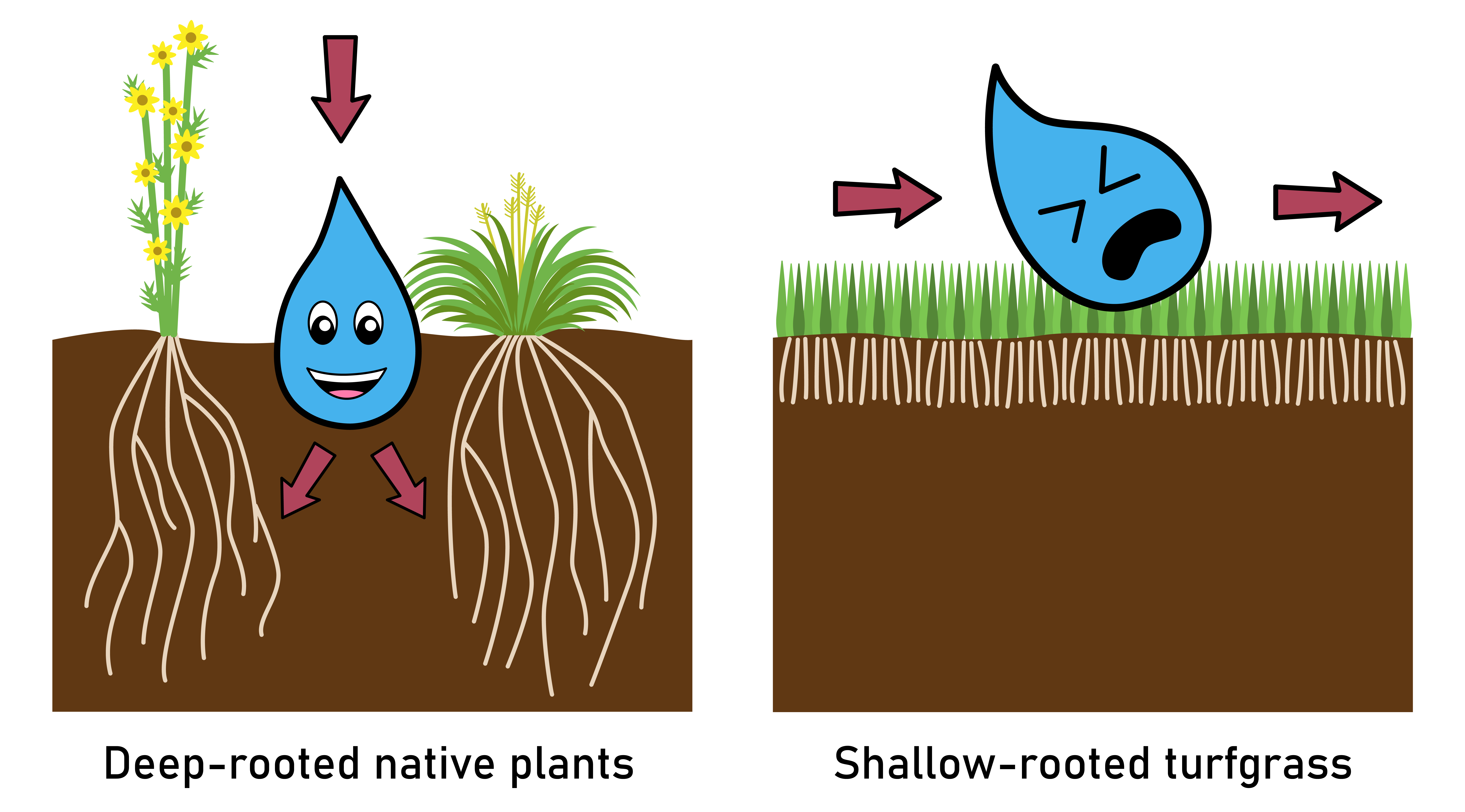 illustration showing rain soak into the ground where there are native plants