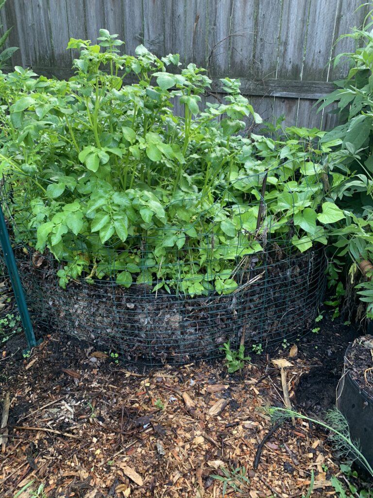 Leaf mold bin planted with tomatoes