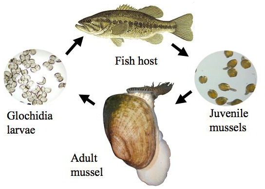 Life cycle of freshwater mussels