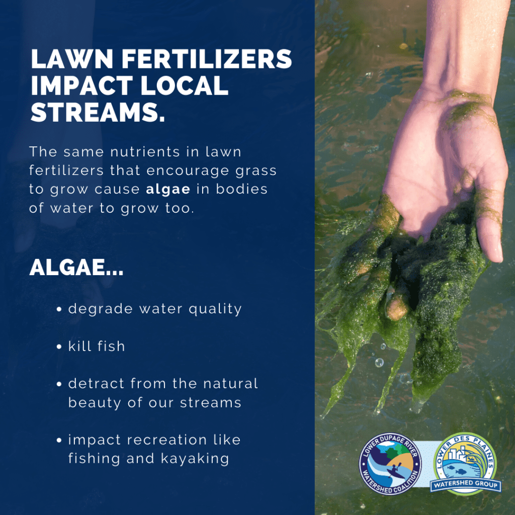 Graphic lawn fertilizers impact local streams