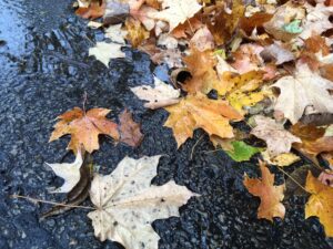 Wet leaves on pavement