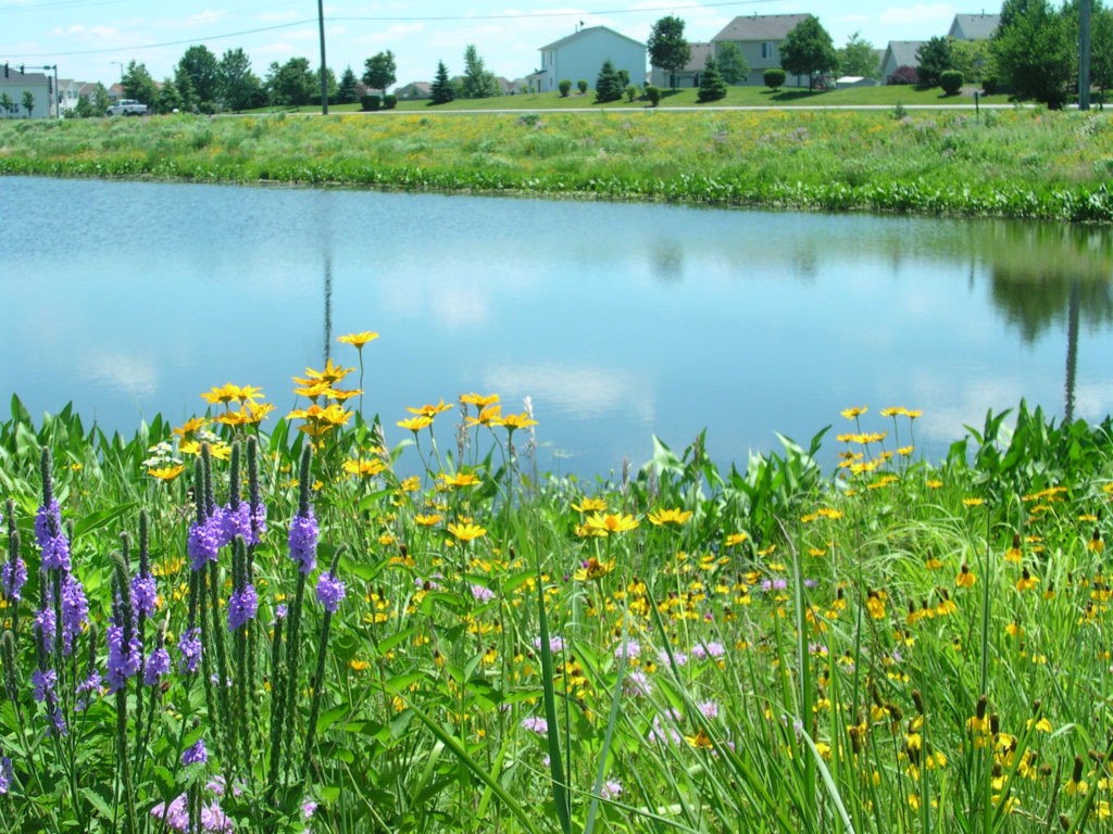 Native flowers in bloom around detention pond