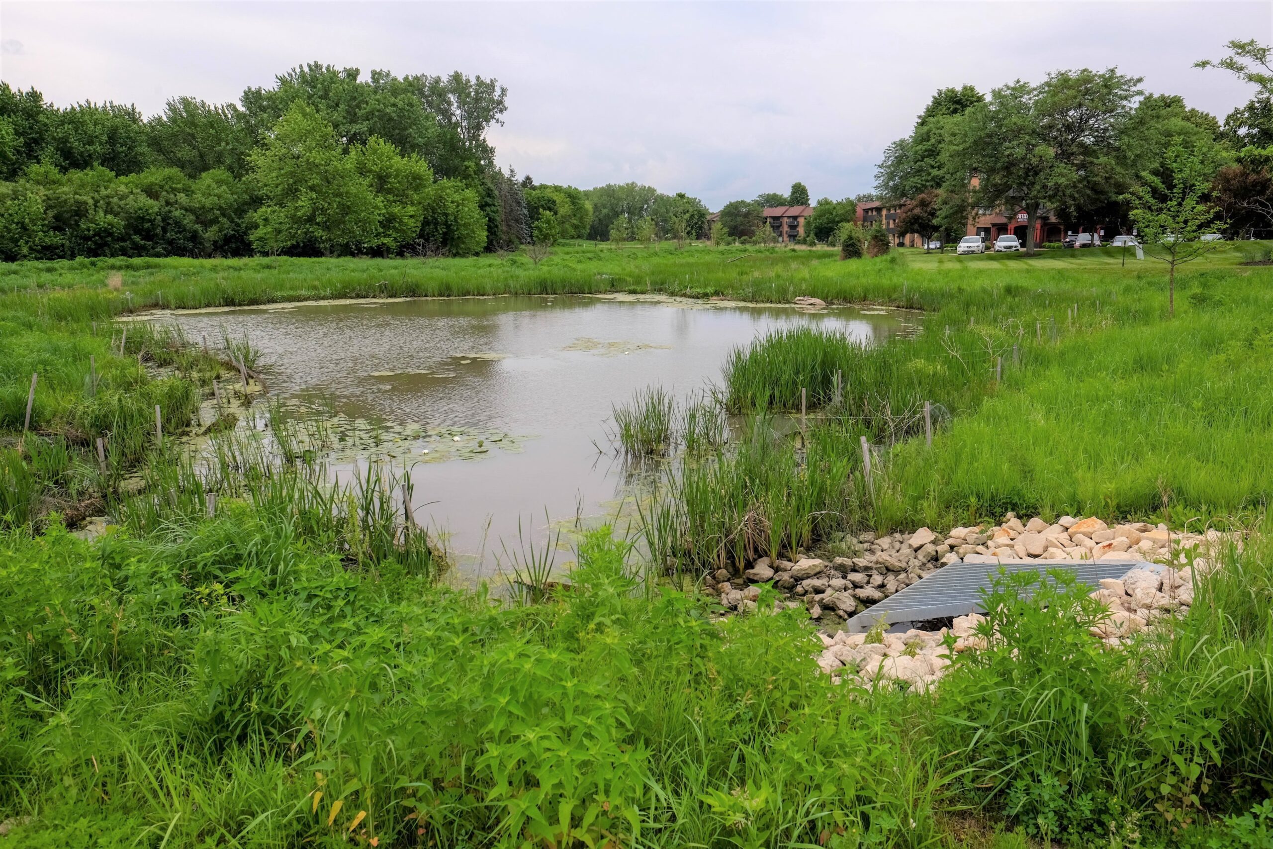 Naturalized detention basin