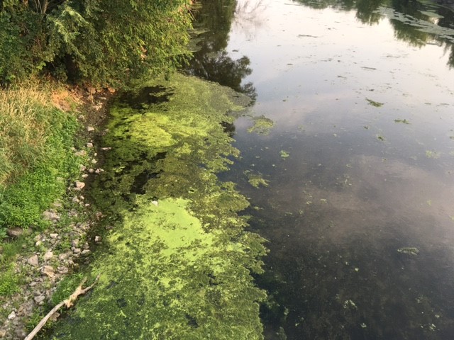 Algae on DuPage River