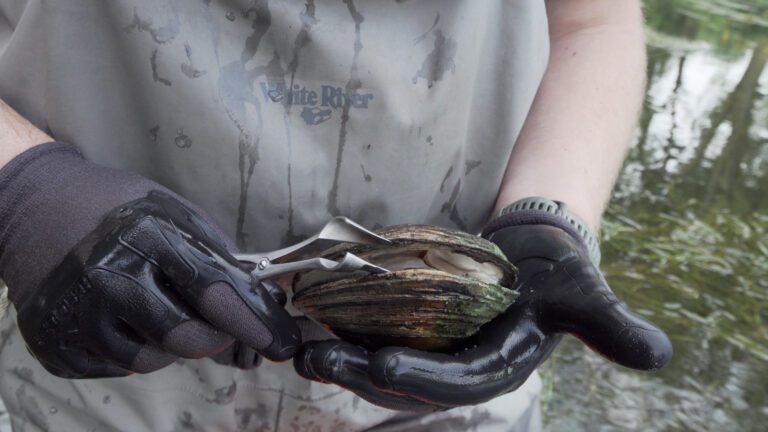 Gloved hands hold a freshwater mussel