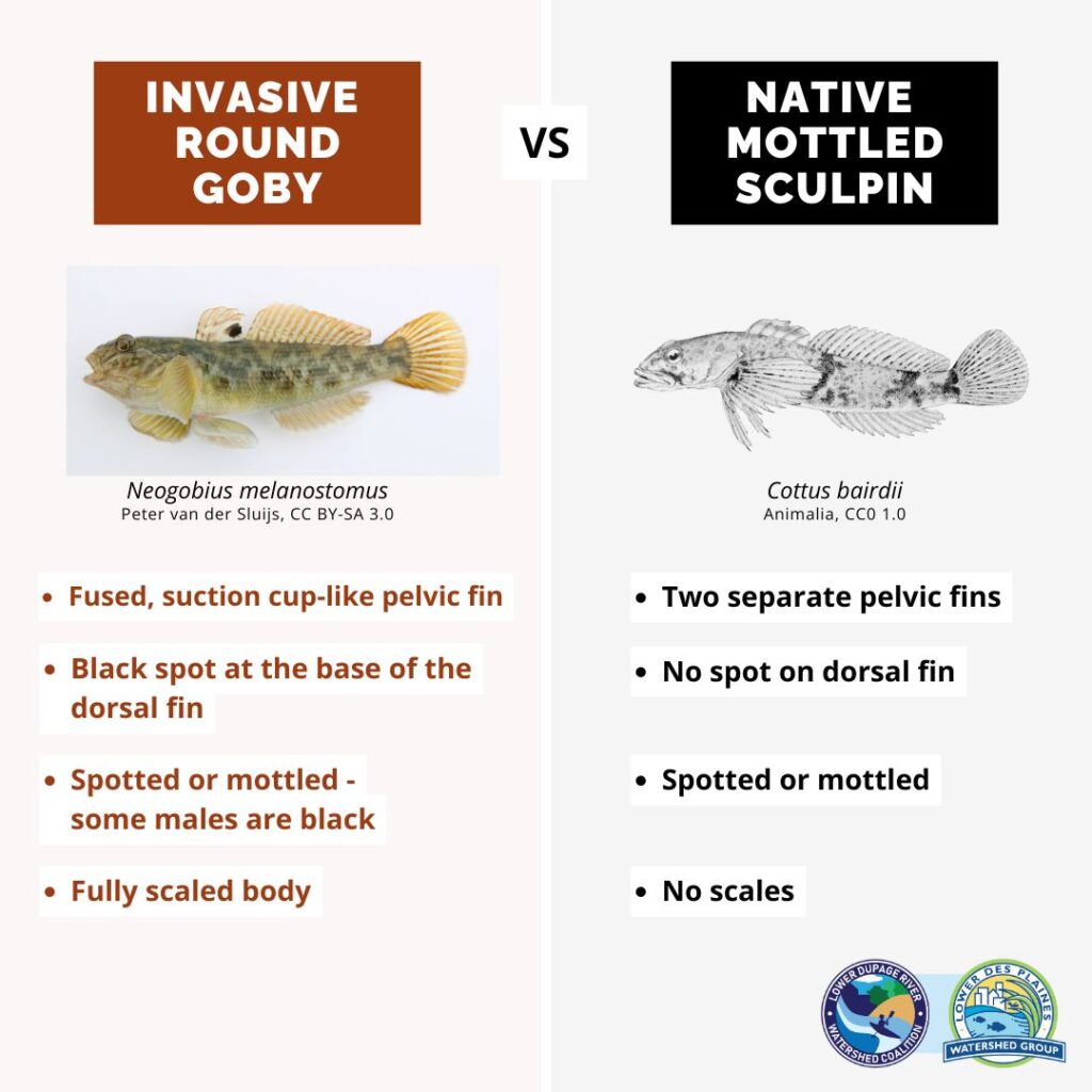 Differences between round goby and mottled sculpin graphic