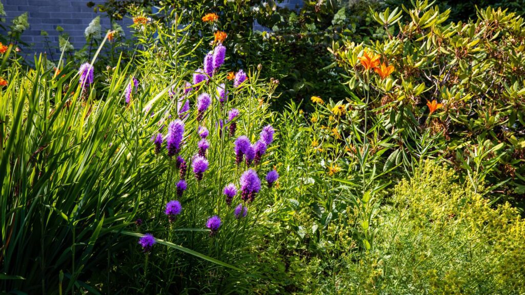 Garden with native flowers