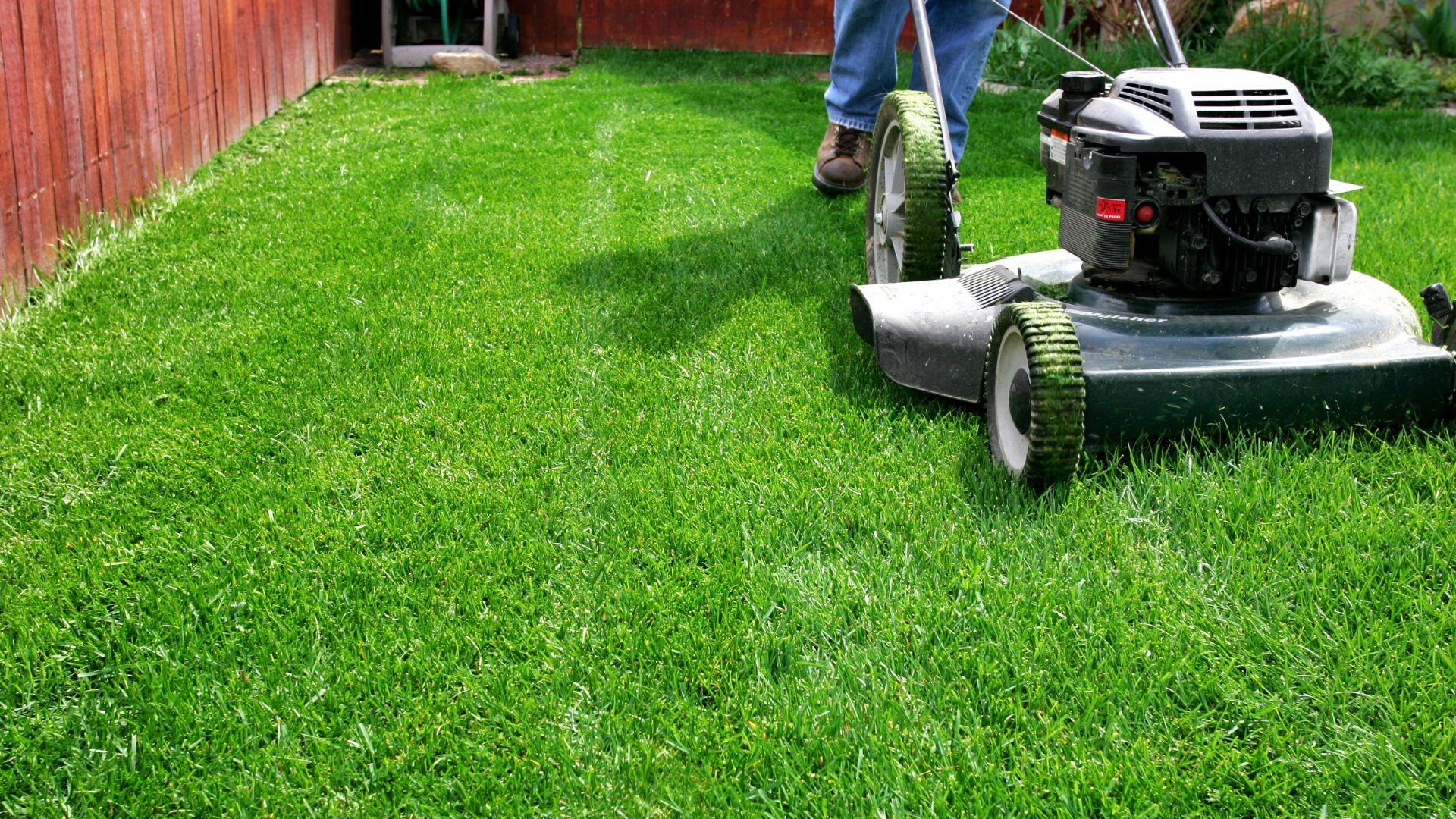 Lawnmower being pushed by man through fenced yard