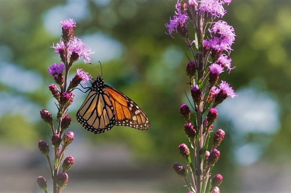 Monarch butterfly sipping nectar from blazing star flower